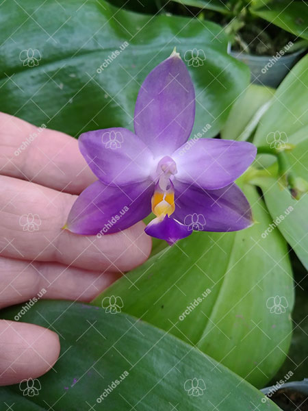 Phalaenopsis violacea indigo x Mituo Reflex Dragon 'Blue #2'.jpg