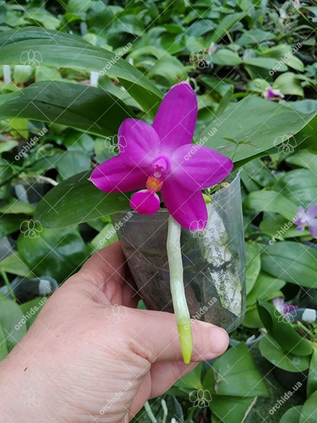 Phalaenopsis violacea indigo x Mituo Reflex Dragon 'Blue #2'.jpg