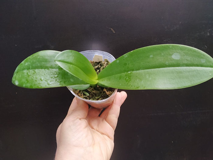 Phalaenopsis x intermedia 'Yellow Ladder'.jpg