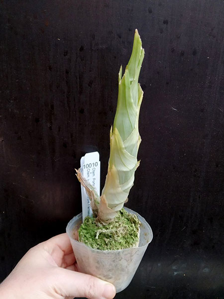 Catasetum Portagee Star 'Brian Lawson's Sunrise' S x Catasetum ivaneae 'Purple Fantasy'.jpg