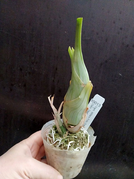 Catasetum Millie's Frilly Dragon 'Chocolate Frills' x Catasetum Dagny 'Windy Hill's Falkor'.jpg