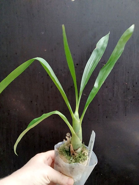 Clowesia Grace Dunn 'Live Oak' x Mormodes Aftermath 'SVO Nuclear Fallout'.jpg