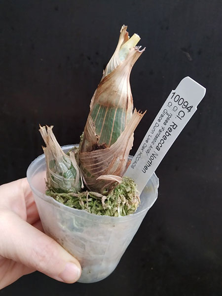 Clowesia Rebecca Northen.jpg