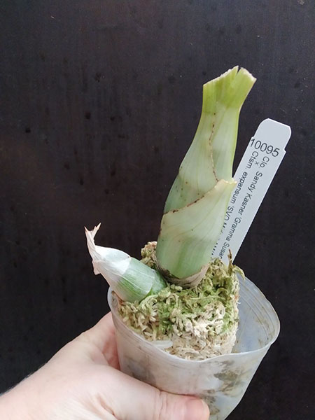 Clowesia Sandy Kasner 'Gramma Susan Price' x Catasetum expansum 'SVO Midori'.jpg