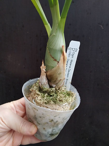 Catasetum Melana Davison 'Snow White' x Catasetum Diana's Dots 'SVO'.jpg