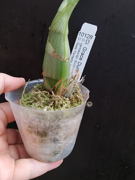 Clowesia Grace Dunn.jpg