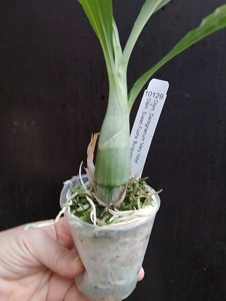 Catasetum Dentigrianum 'Very Nice' xCatasetum Susan Fuchs 'Burgundy Chips'.jpg