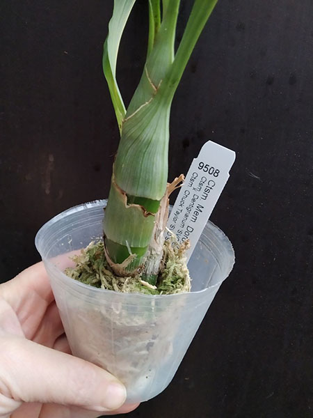 Catasetum Mem Dorothy Wells (Dentigrianum 'SVO Excellence' x Chuck Taylor 'SVO Sunshine').jpg