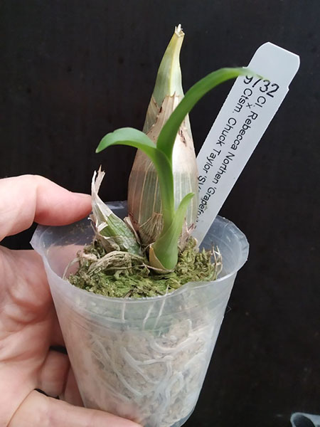 Clowesia Rebecca Northen 'Grapefruit Pink' x Catasetum Chuck Taylor 'SVO Sun Shine'.jpg