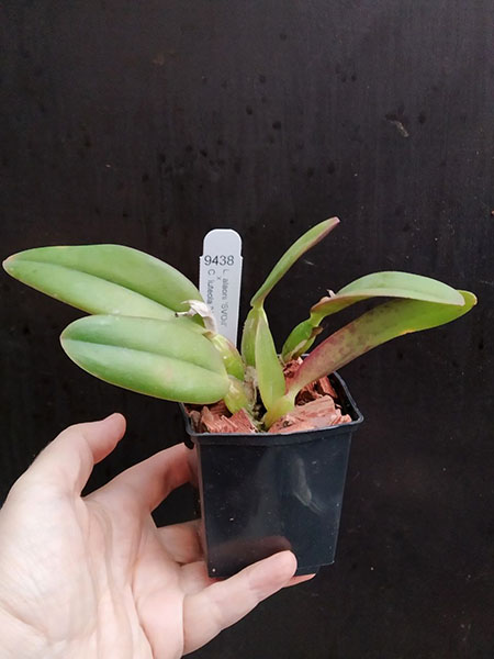 Laelia alaorii 'SVO II' x Cattleya luteola 'Yes a 4n'.jpg
