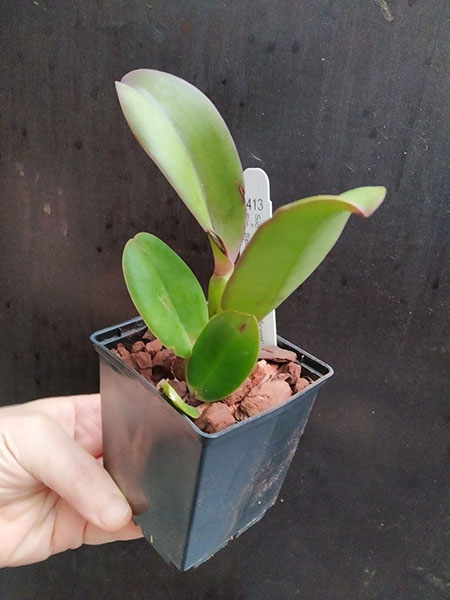 Sophrolaeliocattleya Durban Rose 'Magnificent' x Sophrolaeliocattleya Spirit Flare 'SVO Flare'.jpg