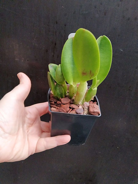 Cattleya Japan Sunrise.jpg