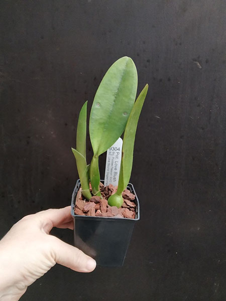 Brassolaeliocattleya Love Blush.jpg