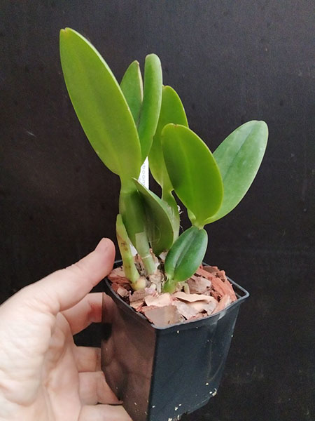 Brassolaeliocattleya Kaboom.jpg