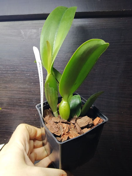 Brassolaeliocattleya William Farrell 'Native Son' x Brassolaeliocattleya Kaboom 'SVO'.jpg