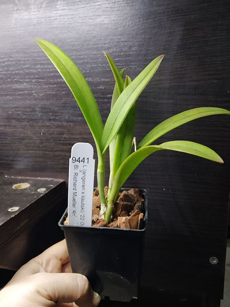 Laelia Tropical Sunrise '22 Orange' x Brassolaelia Richard Mueller '4N'.jpg