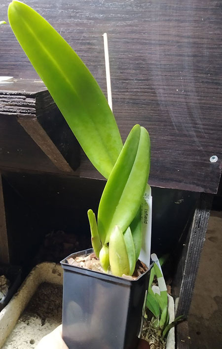 Laeliocattleya Isfield.jpg