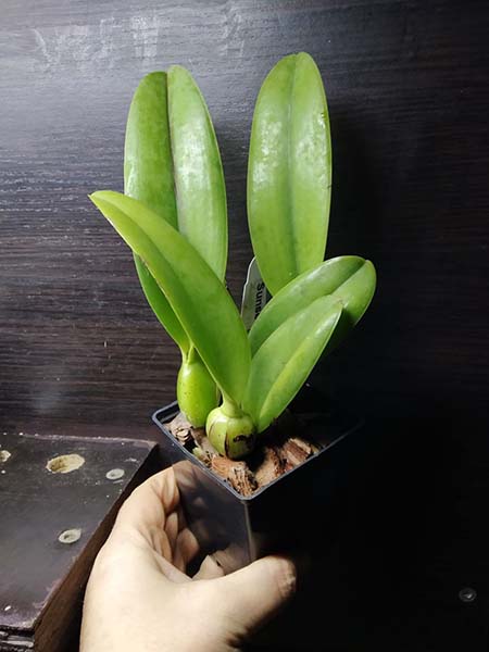 Potinara Martha's Sunburst.jpg