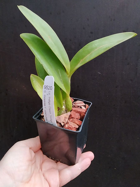 Laeliocattleya Indigo Valentine 'Indigo Valentine' x Cattleya mossiae coerulea '4N'.jpg