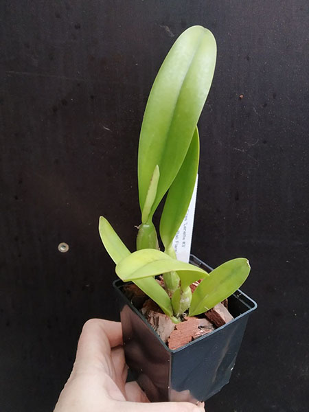 Laeliocattleya Spring Fires 'Lenette #3' x Potinara Martha Clarke 'Bali Flare'.jpg