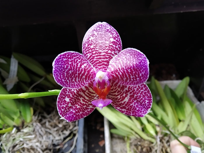Phalaenopsis Mituo Gigan Dragon 'Dragon' x Mituo Sunrise.jpg