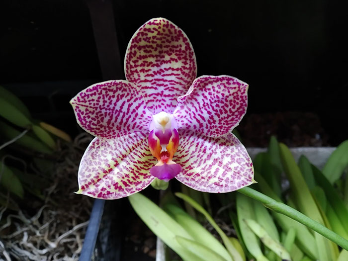 Phalaenopsis Mituo Gigan Dragon 'Dragon' x Mituo Sunrise.jpg