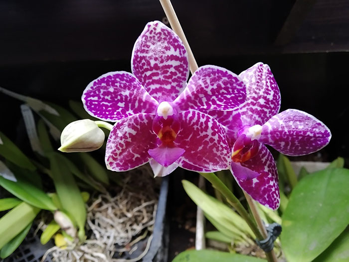 Phalaenopsis Mituo Gigan Dragon 'Dragon' x Mituo Sunrise.jpg