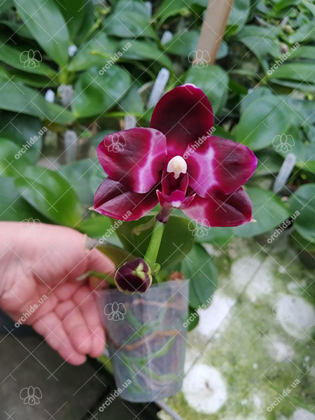 Phalaenopsis Mituo Reflex DD 'Black Tiger'.jpg