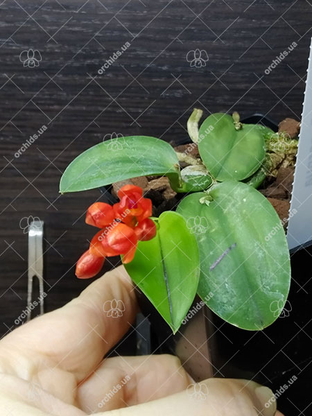 Sophronitis cernua.jpg