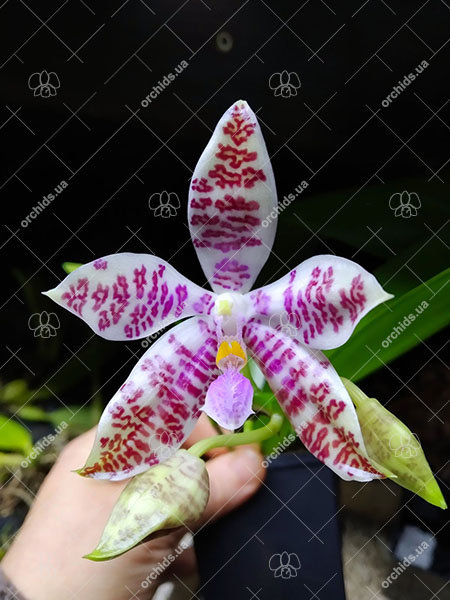 Phalaenopsis hieroglyphica.jpg