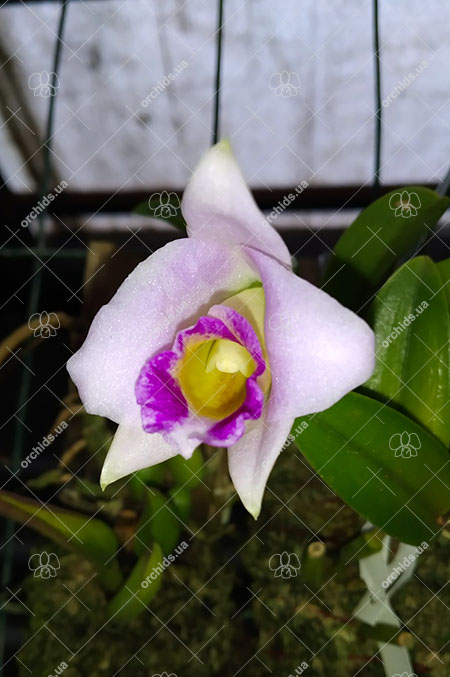 Laelia praestans rosada.jpg