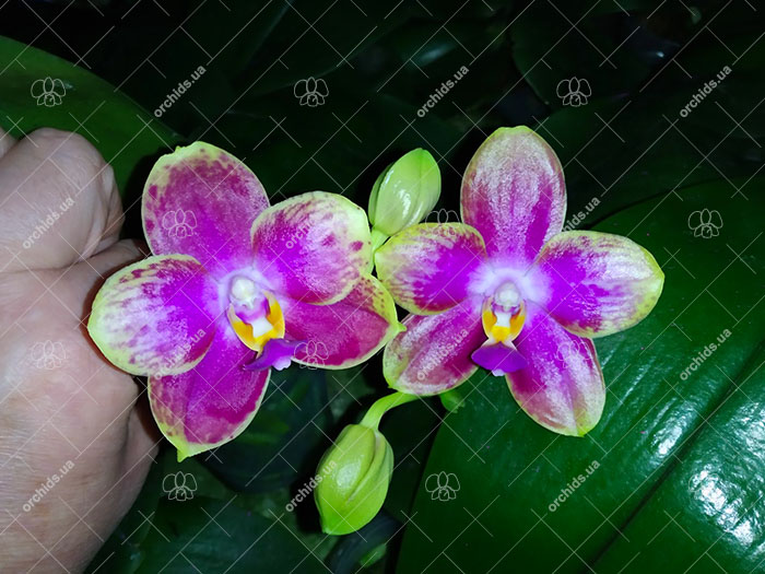 Phalaenopsis Mituo Diamond Canary x Yungho Gelb Canary 'Green Apple'.jpg