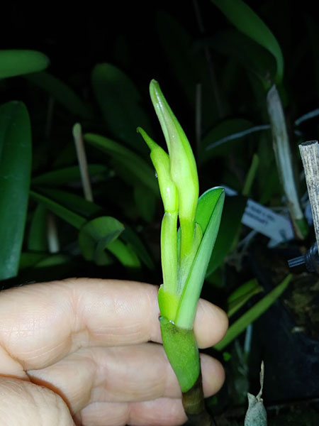 Coilostylis ciliaris.jpg
