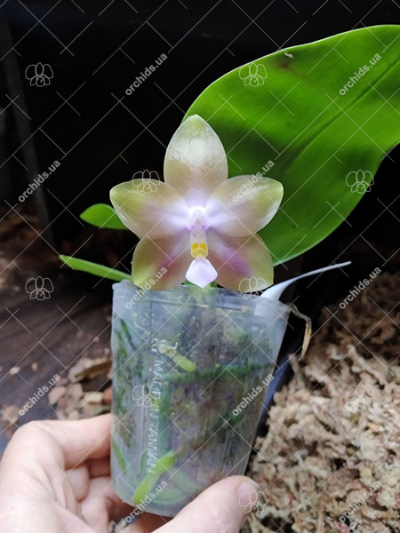 Phalaenopsis Mituo Princess 'Black Beauty' x (Lyndon Gold Ring x Miro Super Star).jpg