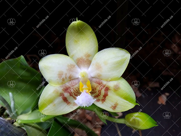 Phalaenopsis (Yaphon Yellow Bloom x Chang Maw Jade).jpg