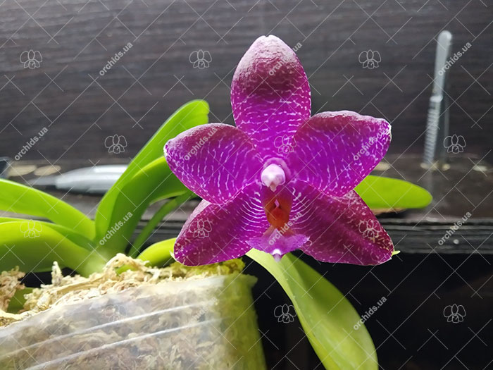 Phalaenopsis Miro Super Star 'MO198' x LD Sun Dragon 'MO98'.jpg