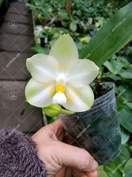 Phalaenopsis (Chang Maw Jade x Yaphon Lover).jpg