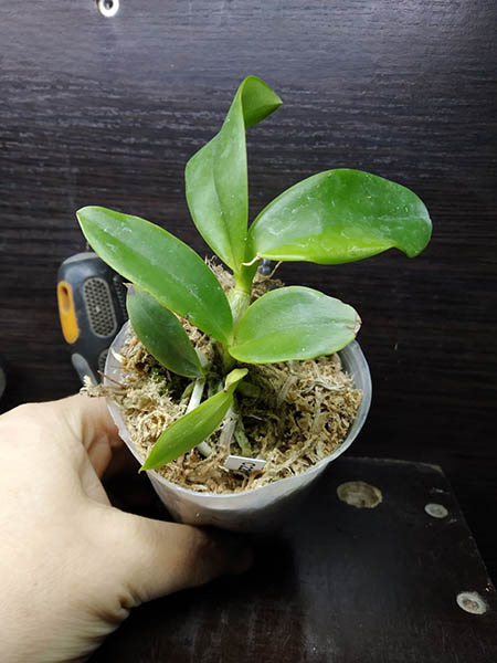 Cattleya violacea x sib (carnea x suavissima 'Coronet').jpg