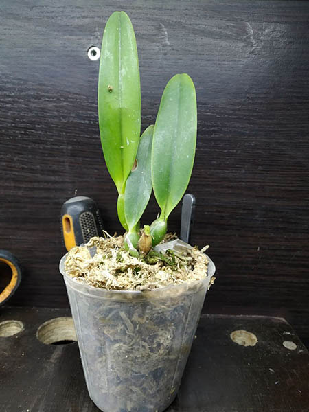 Cattleya percivaliana x sib ('La Union' x pelorica 'Hercules').jpg