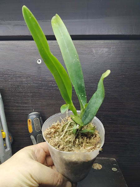 Cattleya warscewiczii fma quasi alba 'Rochelensis' x self.jpg