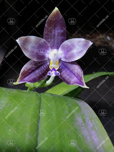 Phalaenopsis Mituo Blue Smurfs 'Blue-S' x Mituo Speciosa 'Blue-Coffe'.jpg