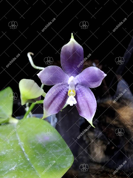 Phalaenopsis Mituo Blue Smurfs 'Blue-S' x Mituo Speciosa 'Blue-Coffe'.jpg