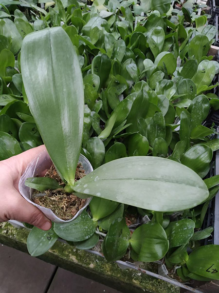 Phalaenopsis Auspice Green Lake 'Huey Ru'.jpg