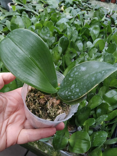 Phalaenopsis amabilis (Palawan).jpg