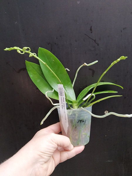 Phalaenopsis Chip Chop 'F4586' x mannii 'Black'.jpg
