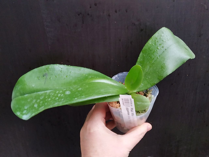 Phalaenopsis Mituo Purple Dragon x gigantea alba 'Ta wei'.jpg