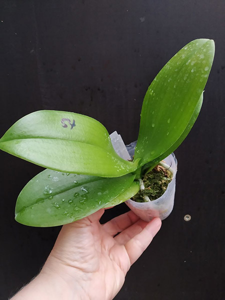 Phalaenopsis Mituo Speciosa 'Blue Starfish' x Sogo Vivien 'VQ'.jpg