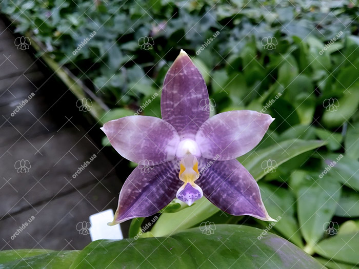 Phalaenopsis Mituo Blue Smurfs 'Blue-S' x Mituo Speciosa 'Blue-Coffe'.jpg