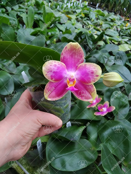 Phalaenopsis Mituo Diamond Canary x Yungho Gelb Canary 'Green Apple'.jpg