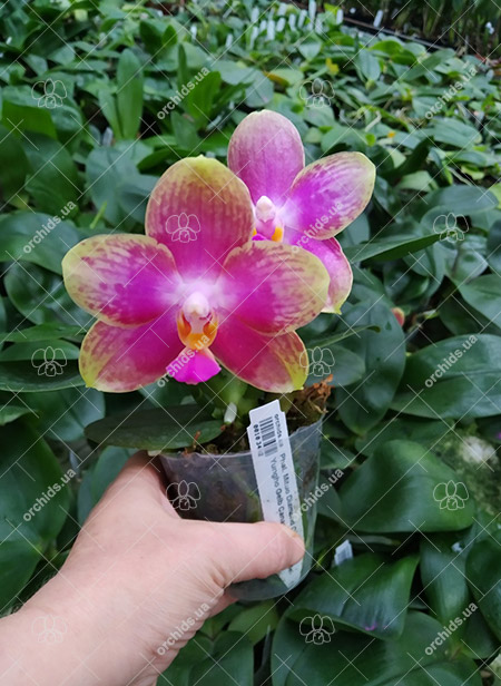 Phalaenopsis Mituo Diamond Canary x Yungho Gelb Canary 'Green Apple'.jpg